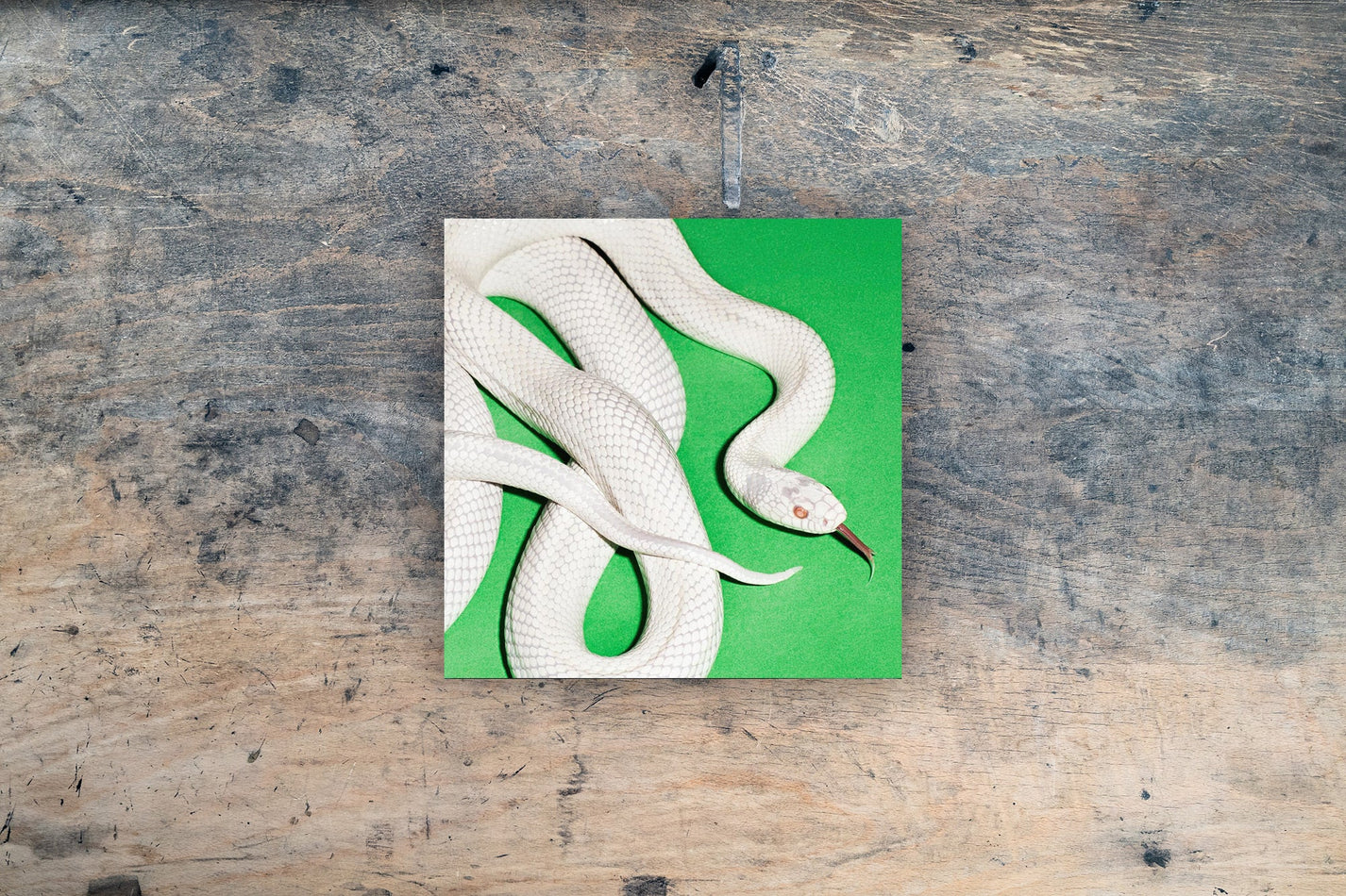 Staff Picks October 2025