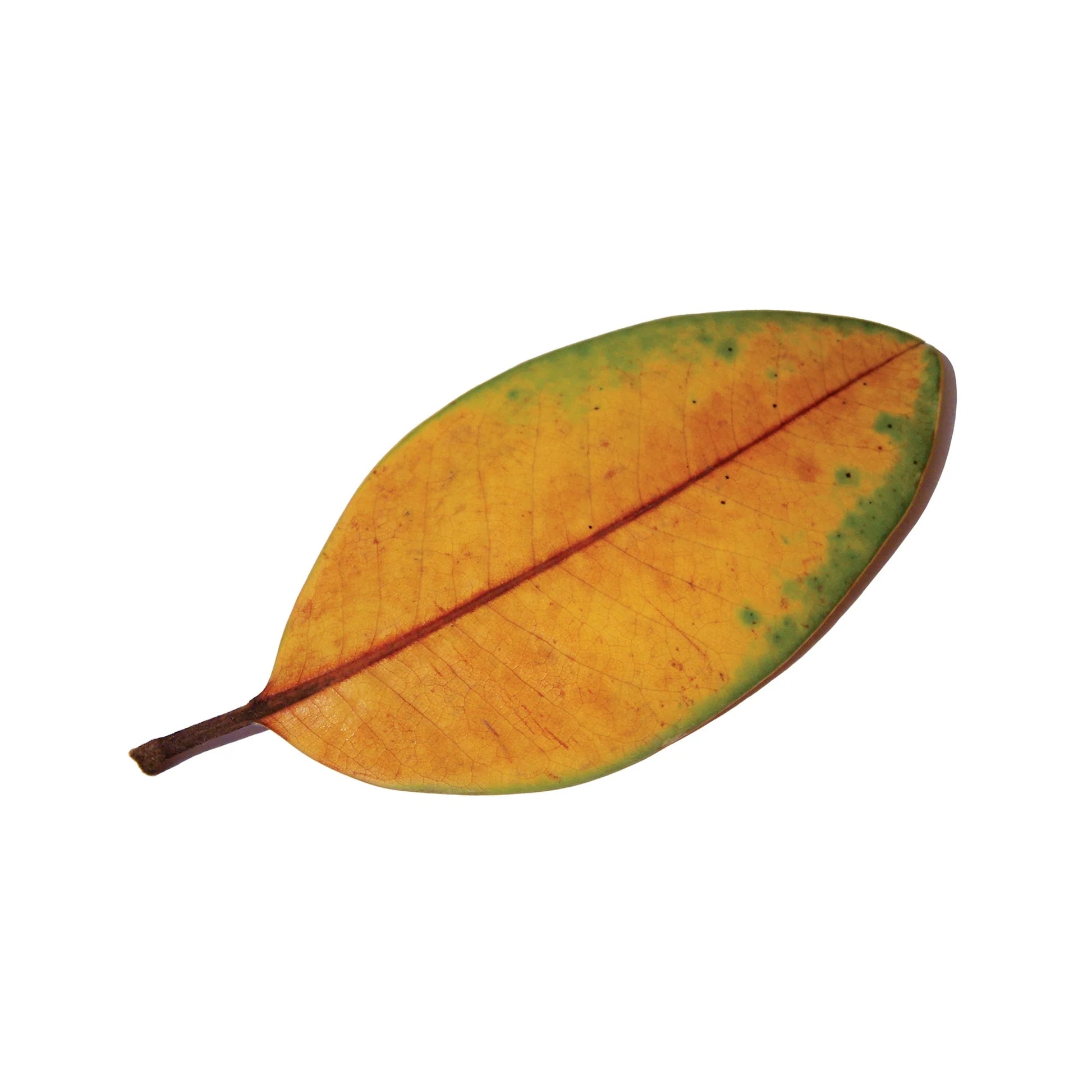 LA QUIETE &quot;La Fine Non E La Fine&quot; LP