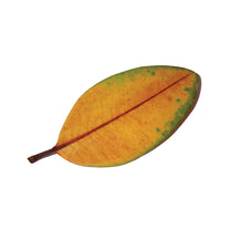 LA QUIETE &quot;La Fine Non E La Fine&quot; LP