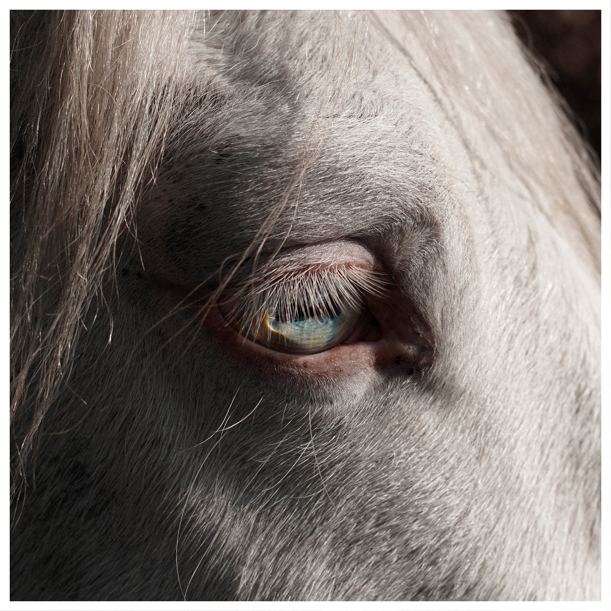 OK WAIT &quot;Signal&quot; LP