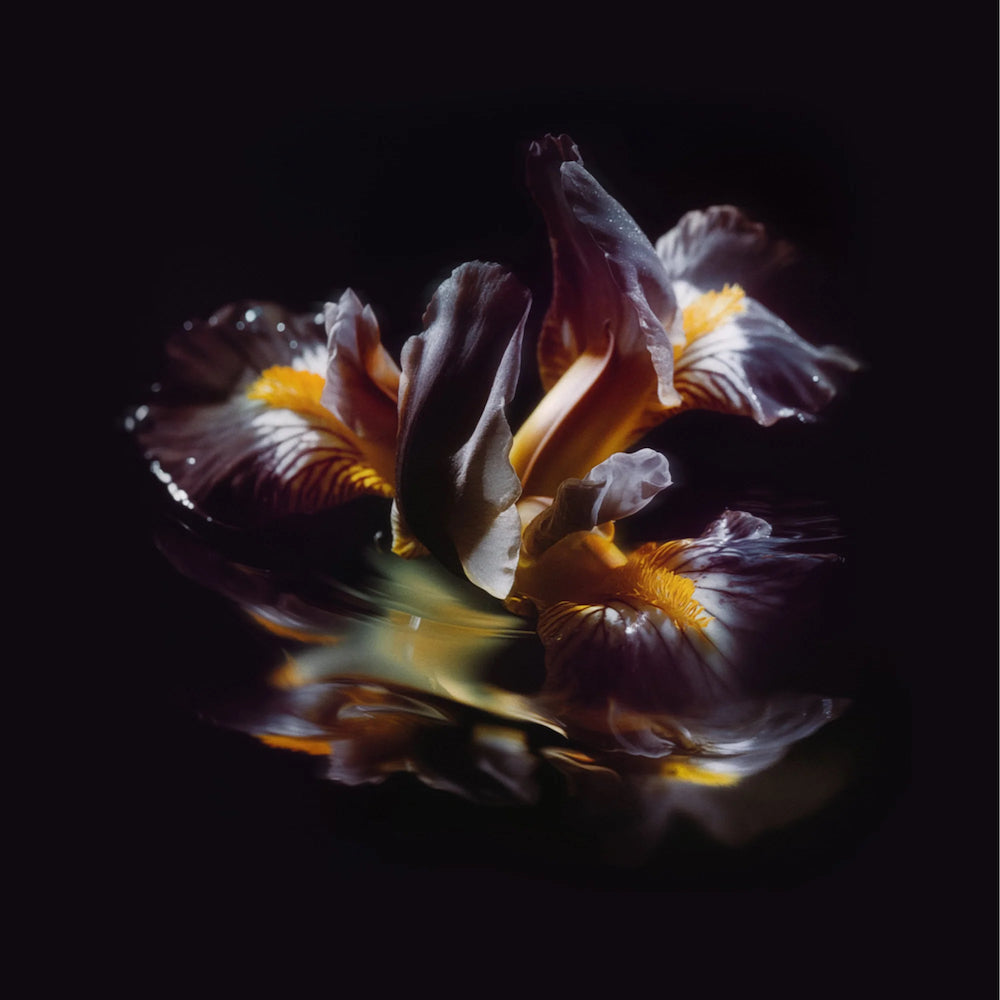 RAEIN &quot;Forme Sommerse&quot; LP