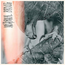 AUTHOR &amp; PUNISHER "Nocturnal Birding" LP