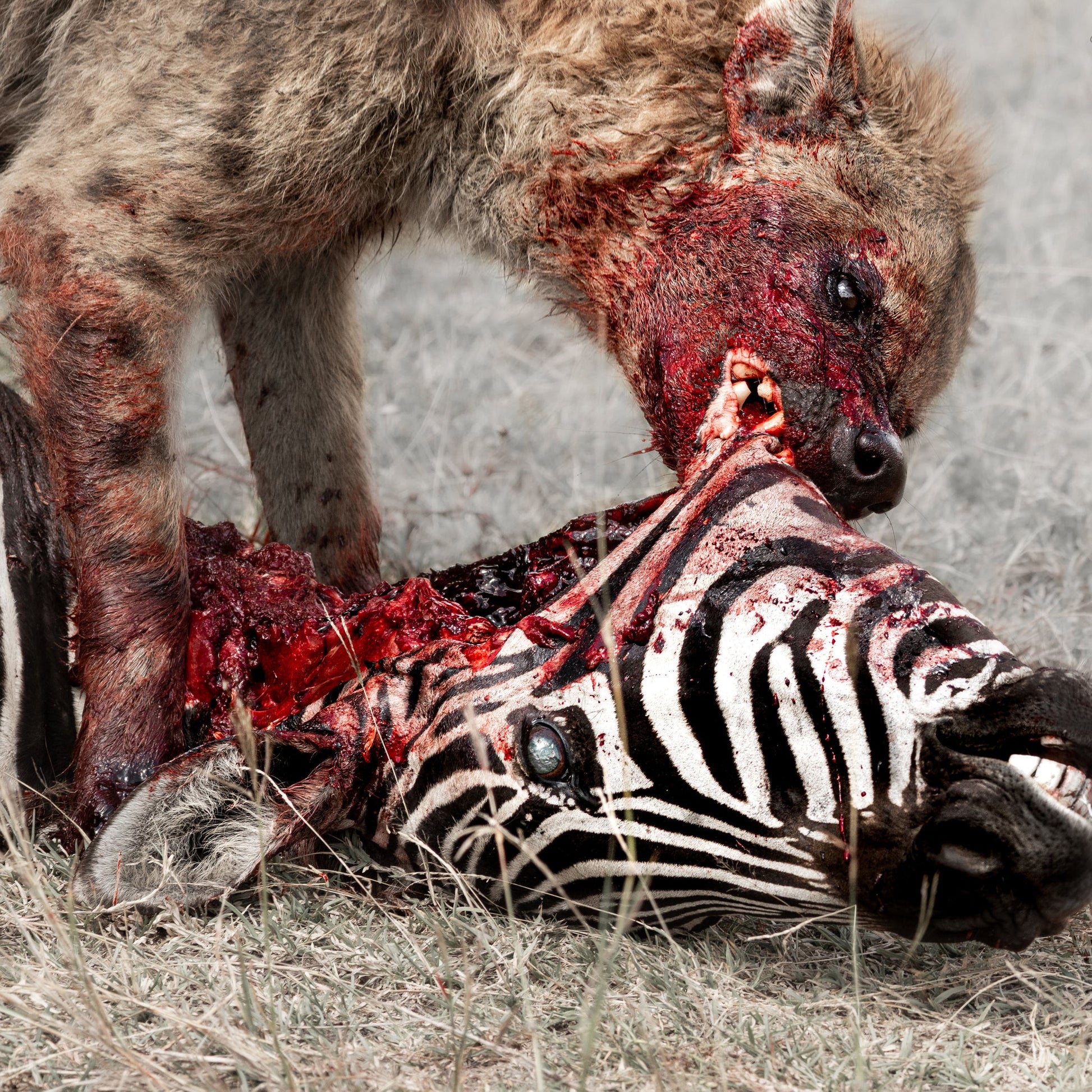 GOD IS WAR &quot;Predation Perfected&quot; LP