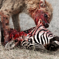 GOD IS WAR &quot;Predation Perfected&quot; LP