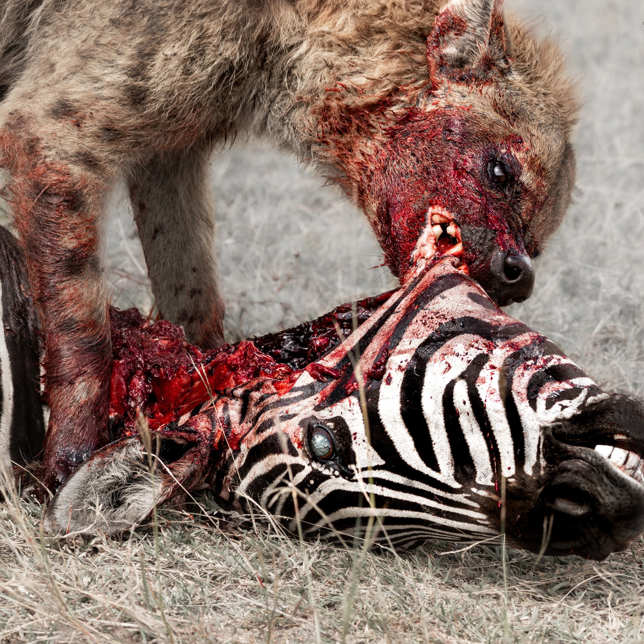 GOD IS WAR &quot;Predation Perfected&quot; LP